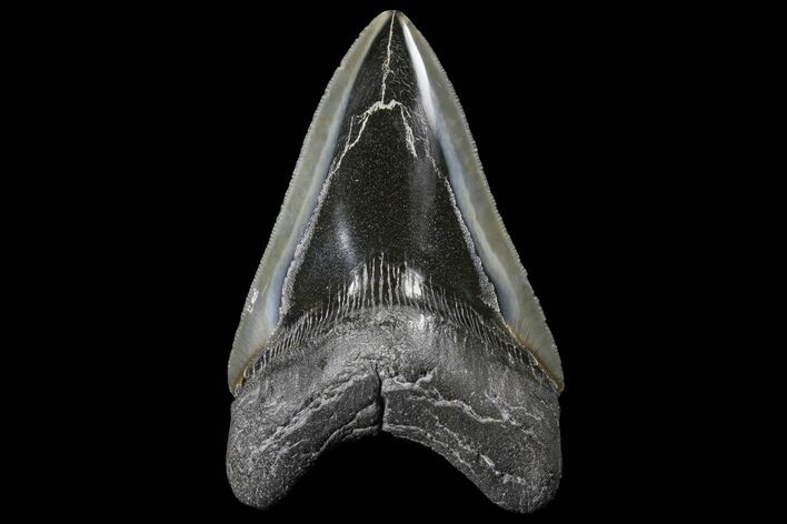 Serrated, Fossil Megalodon Tooth - Polished Blade #125262